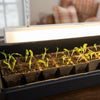 The Most Common Seed Starting Mistakes (And How to Avoid Them)