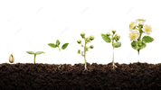 How to Successfully Grow Seeds at Home (Beginner-Friendly Guide)