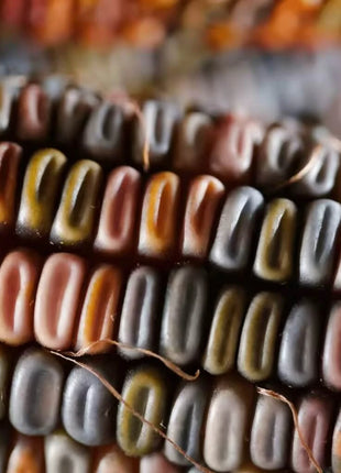 Indian Ornamental Corn – 30 Seeds