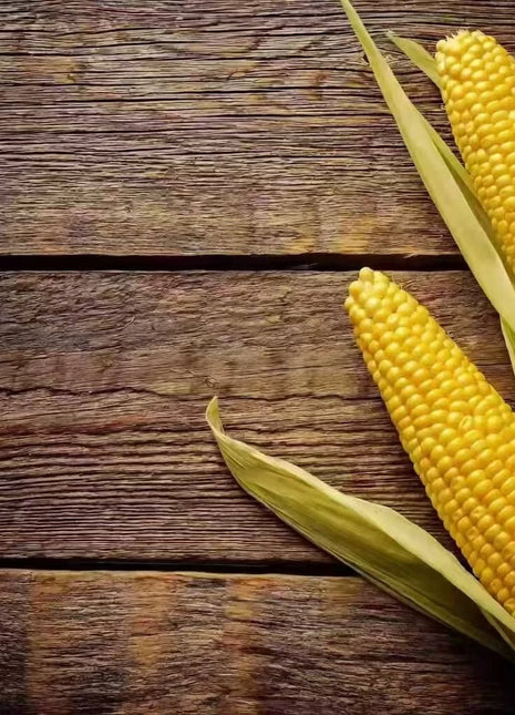 Bantam 12 Row Corn – 30 Seeds