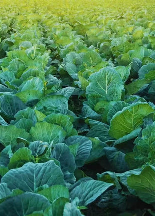 Champion Collard – 100 Seeds