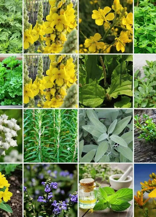 Community Garden Survival Seed Vault – 120 Seed Varieties