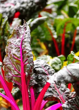 Rainbow Swiss Chard – 150 Seeds