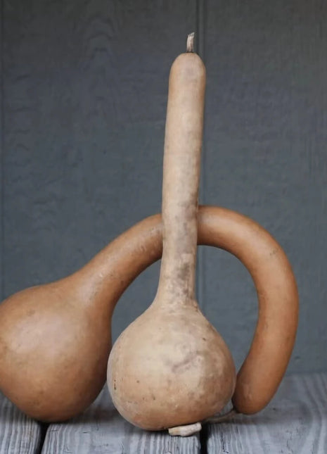 Dipper Gourd – 15 Seeds