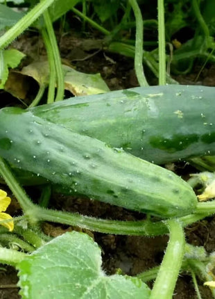 Marketmore 76 Cucumber – 30 Seeds