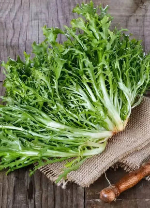 Green Curled Ruffec Endive – 200 Seeds