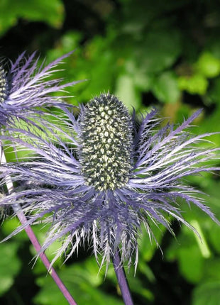 Alpine Sea Holly – 25 Seeds