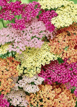 Summer Pastels Yarrow – 50 Seeds
