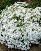 💐Creeping Phlox Seeds✨Vibrant Tapestry of Color