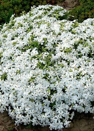 💐Creeping Phlox Seeds✨Vibrant Tapestry of Color