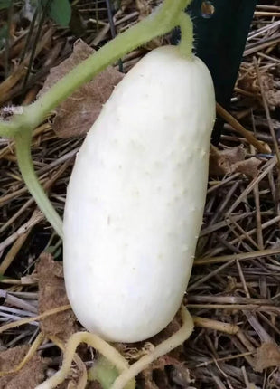 White Wonder Cucumber – 30 Seeds
