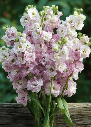 Column Stock Appleblossom - 50 Seeds