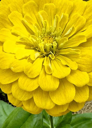 Lemon Meringue Zinnia – 100 Seeds