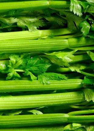 Tendercrisp Celery – 300 Seeds