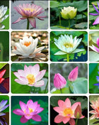 Bowl Lotus Seeds Bonsai Lotus Seeds for Planting Water Lily Flower Aquatic Plants Seeds