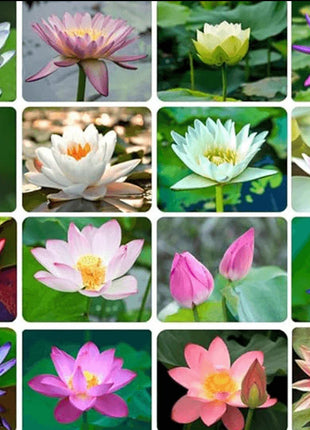 Bowl Lotus Seeds Bonsai Lotus Seeds for Planting Water Lily Flower Aquatic Plants Seeds