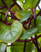 Malabar Red Spinach – 50 Seeds