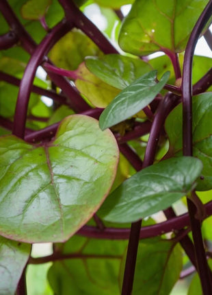 Malabar Red Spinach – 50 Seeds