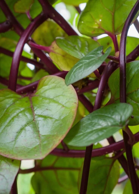 Malabar Red Spinach – 50 Seeds