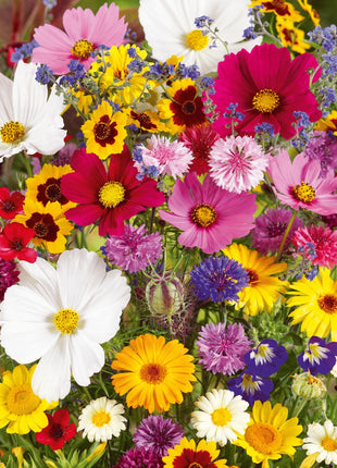 Mixed-perennial-flowers-seeds-over-60-kinds-mixed