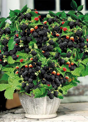 🔥Sweet Giant Blackberry Seeds