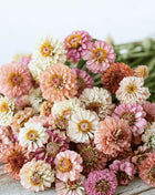 Cresto! Peaches & Cream Zinnia – 50 Seeds