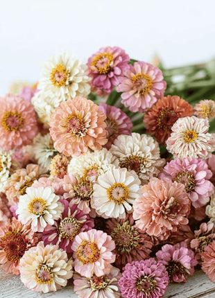 Cresto! Peaches & Cream Zinnia – 50 Seeds