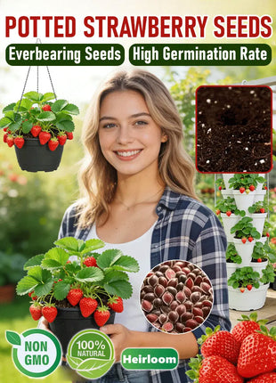Potted strawberry seedlings for all seasons