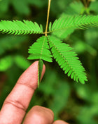 Sensitive Plant Mimosa – 50 Seeds – Responds When Touched