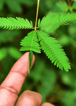 Sensitive Plant Mimosa – 50 Seeds – Responds When Touched
