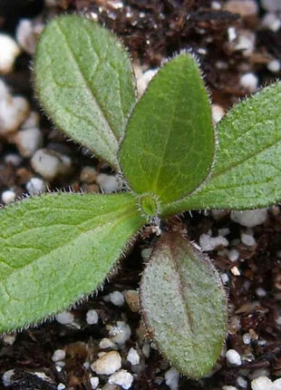 New England Aster Seeds