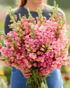 Rose Snapdragon – 200 Seeds