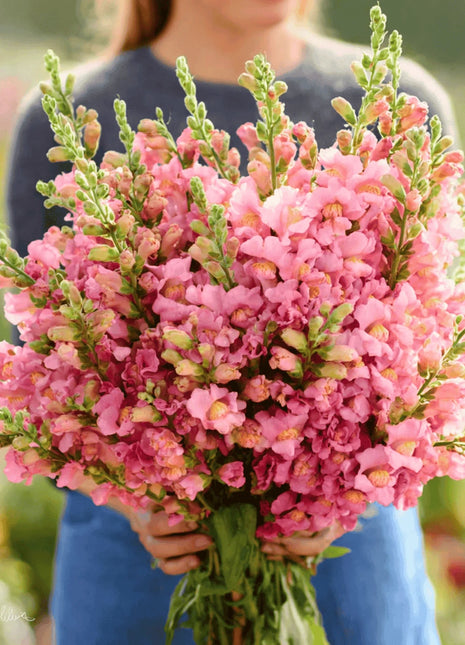 Rose Snapdragon – 200 Seeds