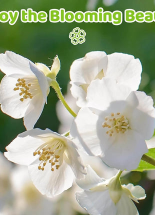 🏆 50K+ SOLD! 🌿❄️ FrostCharm Jasmine Seeds – Winter Planting, Perennial Blooms & Fragrant Garden Elegance 🌸