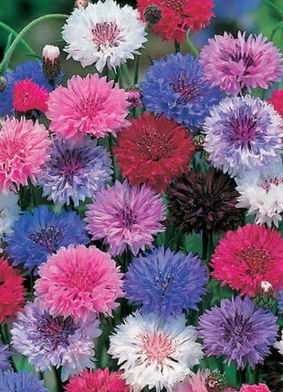 Premium Mixed Cornflower Seeds (Bachelor's Button) - Non-GMO