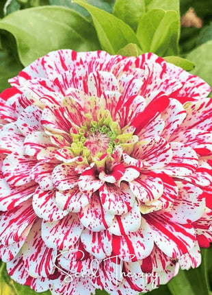 Peppermint Stick Zinnia – 50 Seeds
