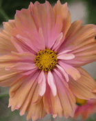 Apricotta Cosmos - 25 Seeds