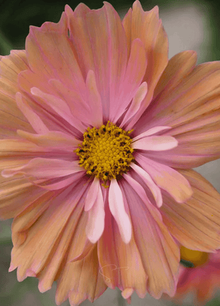 Apricotta Cosmos - 25 Seeds