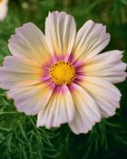 Apricot Lemonade Cosmos - 25 Seeds