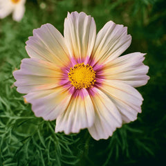 Collection image for: Cosmos