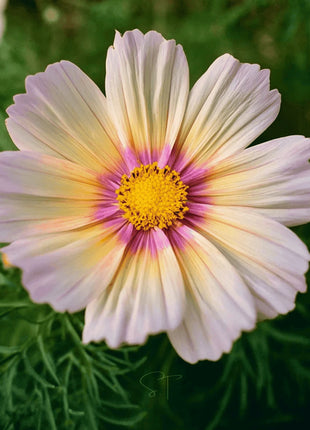 Apricot Lemonade Cosmos - 25 Seeds