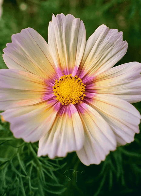 Apricot Lemonade Cosmos - 25 Seeds