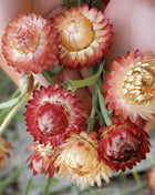Apricot Peach Strawflower – 25 Seeds
