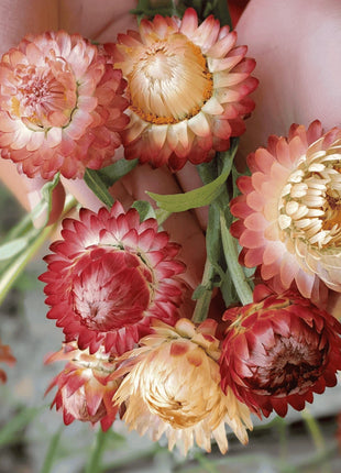 Apricot Peach Strawflower – 25 Seeds