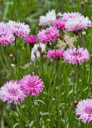 Premium Mixed Cornflower Seeds (Bachelor's Button) - Non-GMO