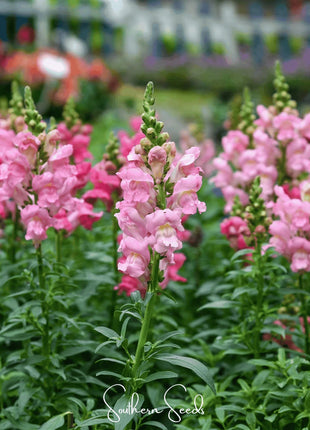 Rose Snapdragon – 200 Seeds