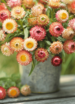 Apricot Peach Strawflower – 25 Seeds