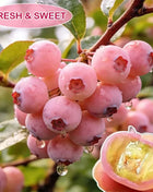 🔥50K+ SOLD!💟Premium Pink Blueberry Seeds -😋A Uniquely Delightful Taste