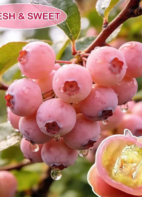 🔥50K+ SOLD!💟Premium Pink Blueberry Seeds -😋A Uniquely Delightful Taste