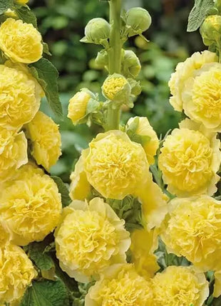 🏆 50K+ SOLD!🌺Double Hollyhock Seeds – Fall & Winter Planting, Perennial Blooms & Stunning Garden Elegance 🍂